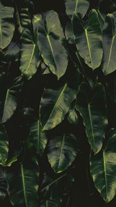 Preview wallpaper leaves, dark, green