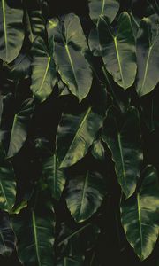 Preview wallpaper leaves, dark, green