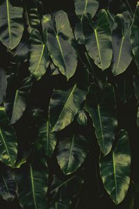 Preview wallpaper leaves, dark, green