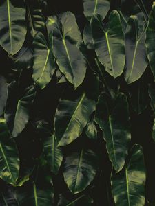 Preview wallpaper leaves, dark, green
