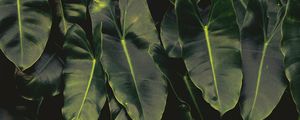 Preview wallpaper leaves, dark, green