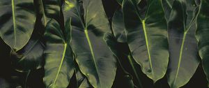 Preview wallpaper leaves, dark, green