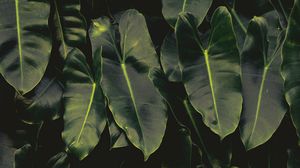 Preview wallpaper leaves, dark, green