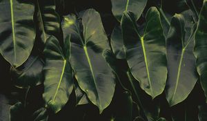 Preview wallpaper leaves, dark, green