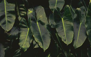 Preview wallpaper leaves, dark, green