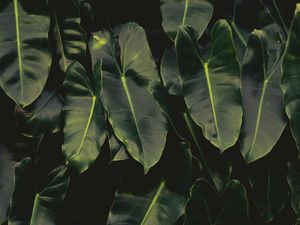 Preview wallpaper leaves, dark, green