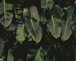 Preview wallpaper leaves, dark, green
