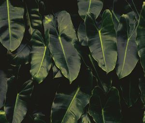 Preview wallpaper leaves, dark, green