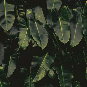 Preview wallpaper leaves, dark, green