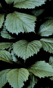 Preview wallpaper leaves, dark, green, greenery