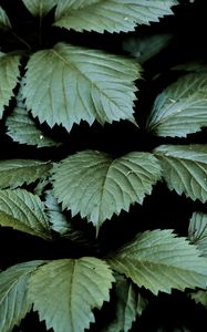 Preview wallpaper leaves, dark, green, greenery