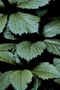 Preview wallpaper leaves, dark, green, greenery