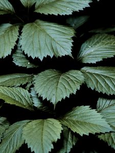 Preview wallpaper leaves, dark, green, greenery