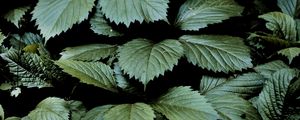 Preview wallpaper leaves, dark, green, greenery