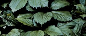 Preview wallpaper leaves, dark, green, greenery