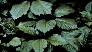 Preview wallpaper leaves, dark, green, greenery