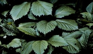 Preview wallpaper leaves, dark, green, greenery