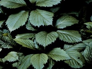 Preview wallpaper leaves, dark, green, greenery