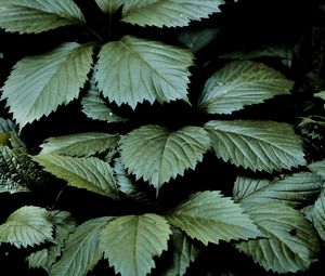 Preview wallpaper leaves, dark, green, greenery