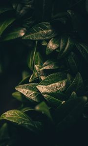 Preview wallpaper leaves, dark, plant, green, blur, closeup