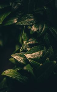 Preview wallpaper leaves, dark, plant, green, blur, closeup