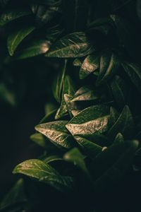 Preview wallpaper leaves, dark, plant, green, blur, closeup