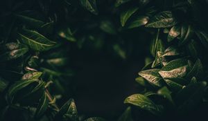 Preview wallpaper leaves, dark, plant, green, blur, closeup