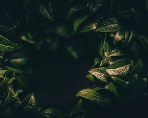 Preview wallpaper leaves, dark, plant, green, blur, closeup