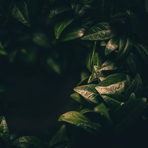 Preview wallpaper leaves, dark, plant, green, blur, closeup