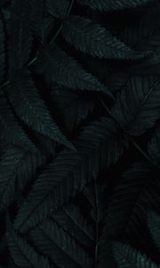 Preview wallpaper leaves, dark, plant, carved, bush