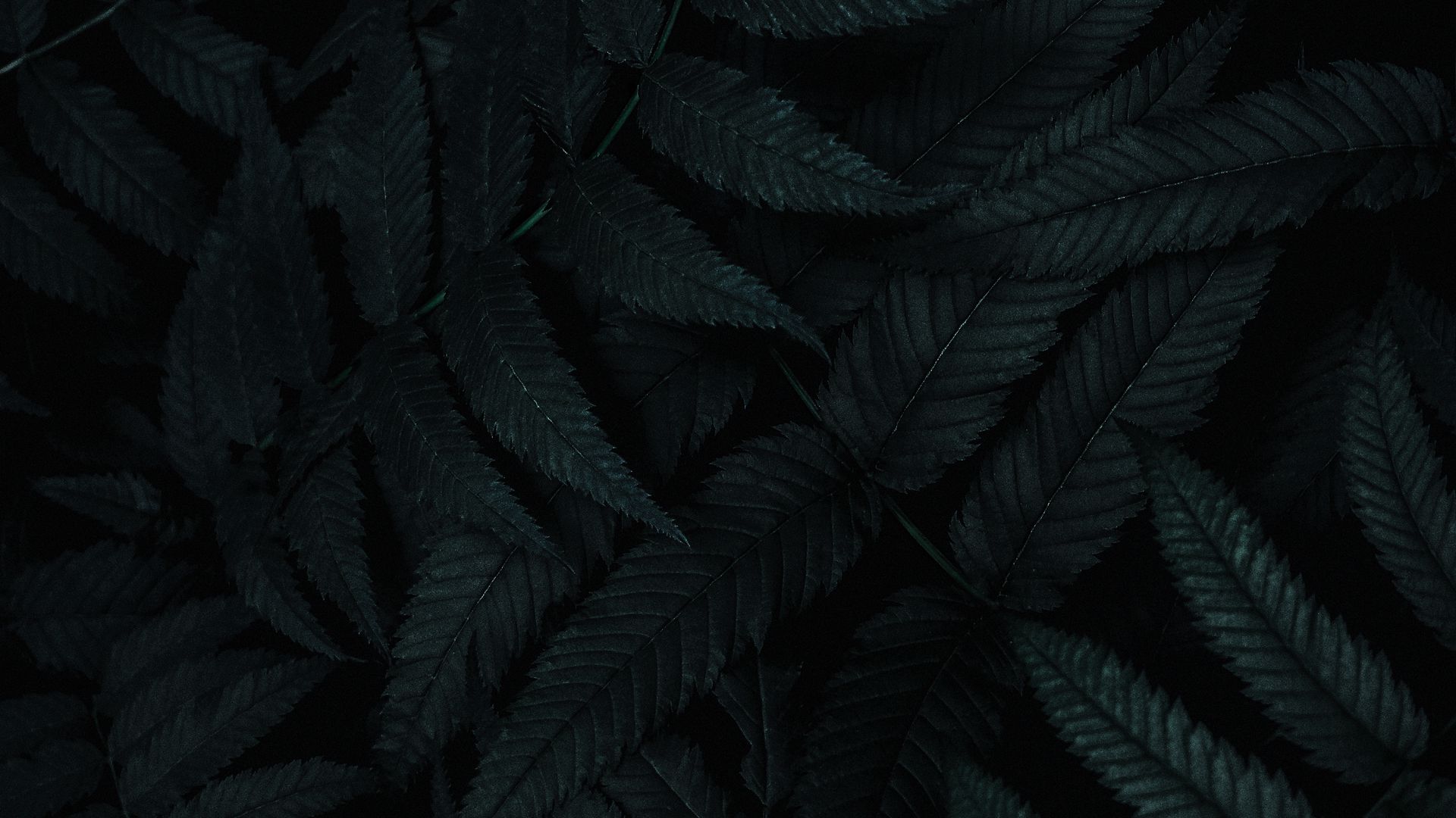 Free Vector  Realistic dark tropical leaves wallpaper