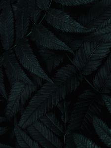 Preview wallpaper leaves, dark, plant, carved, bush