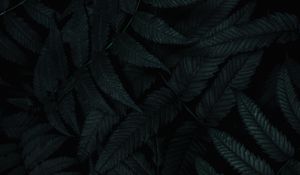 Preview wallpaper leaves, dark, plant, carved, bush