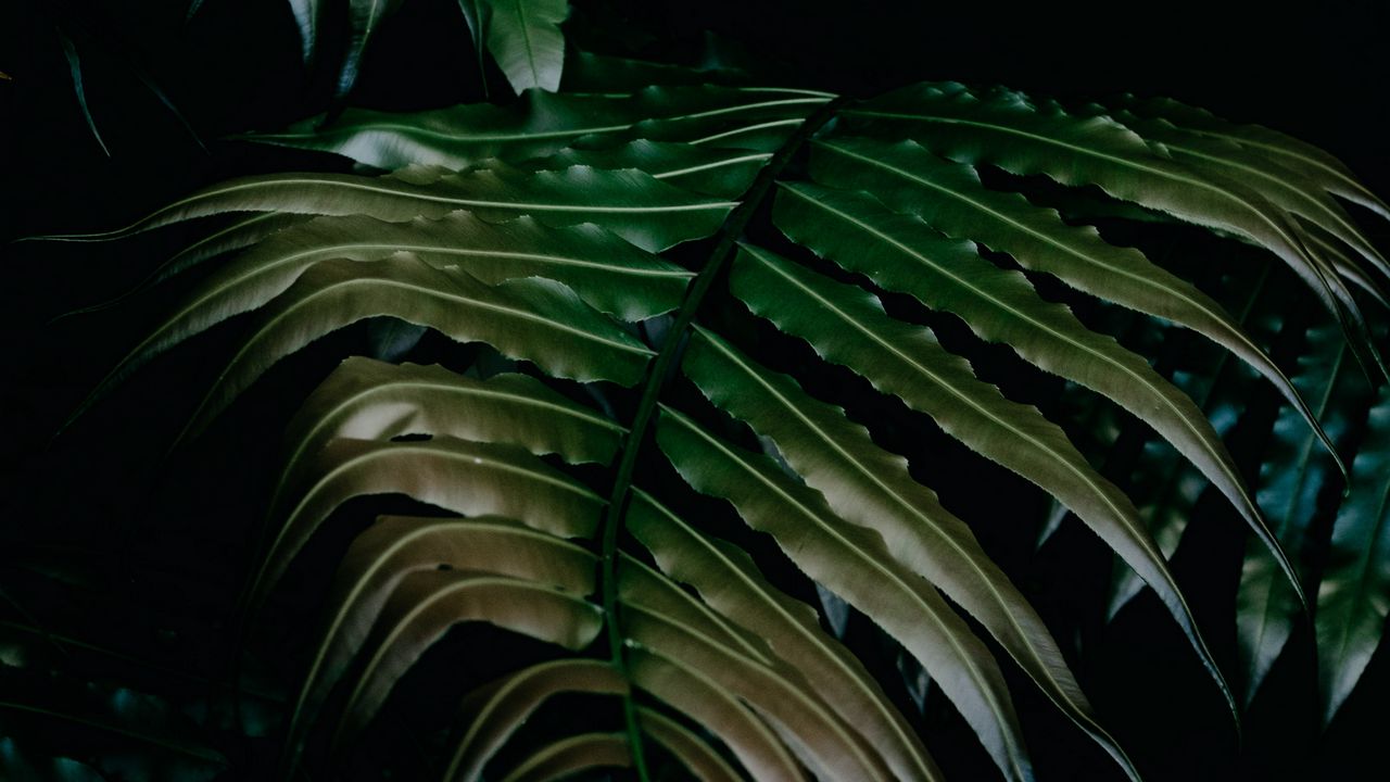 Wallpaper leaves, dark, plant, green