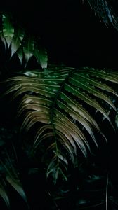 Preview wallpaper leaves, dark, plant, green