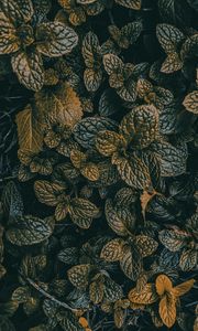 Preview wallpaper leaves, dark, plant, green, grass