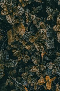 Preview wallpaper leaves, dark, plant, green, grass