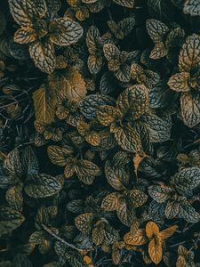 Preview wallpaper leaves, dark, plant, green, grass