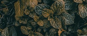 Preview wallpaper leaves, dark, plant, green, grass