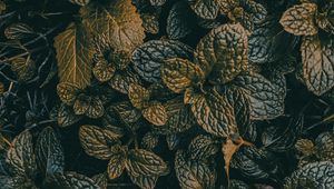 Preview wallpaper leaves, dark, plant, green, grass