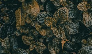 Preview wallpaper leaves, dark, plant, green, grass