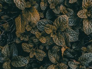 Preview wallpaper leaves, dark, plant, green, grass