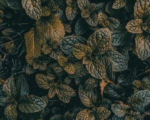 Preview wallpaper leaves, dark, plant, green, grass