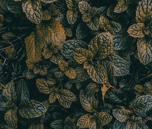 Preview wallpaper leaves, dark, plant, green, grass