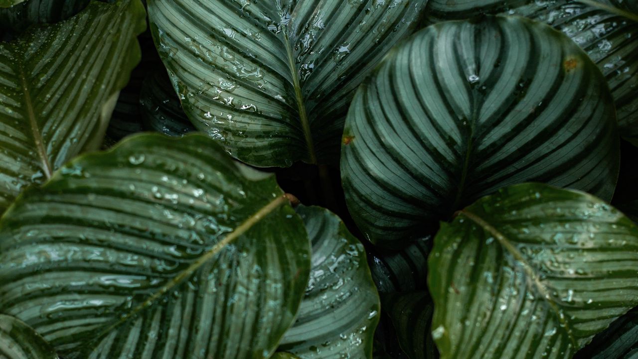 Wallpaper leaves, dew, drops, plant, macro