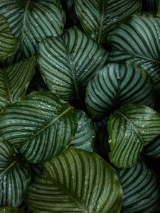 Preview wallpaper leaves, dew, drops, plant, macro