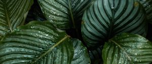 Preview wallpaper leaves, dew, drops, plant, macro
