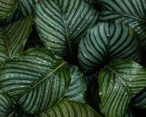 Preview wallpaper leaves, dew, drops, plant, macro