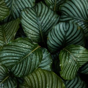 Preview wallpaper leaves, dew, drops, plant, macro