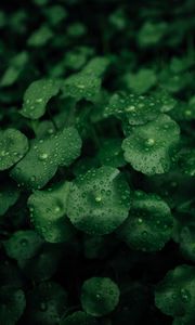 Preview wallpaper leaves, dew, macro, drops, plants, wet